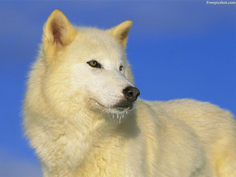 Полярный волк, фото с интернета